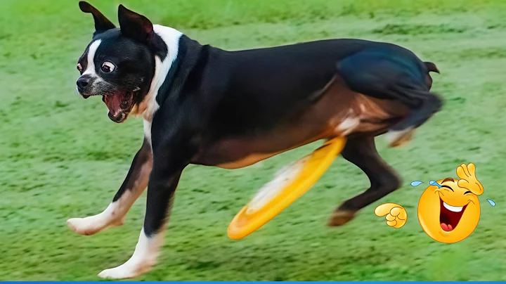 Video 11778171: funny animals funniest cats, dog compilation