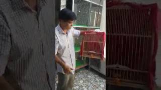Video Thumbnail for Chim Chào Mào Cầu Cánh Mỏ Đã Cập Bến,Khách Quay Clip Trả ...