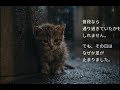 猫との出会い#猫#負けないで#うつ