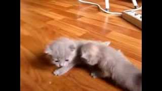 Учим котят ходить Учим котят ходить