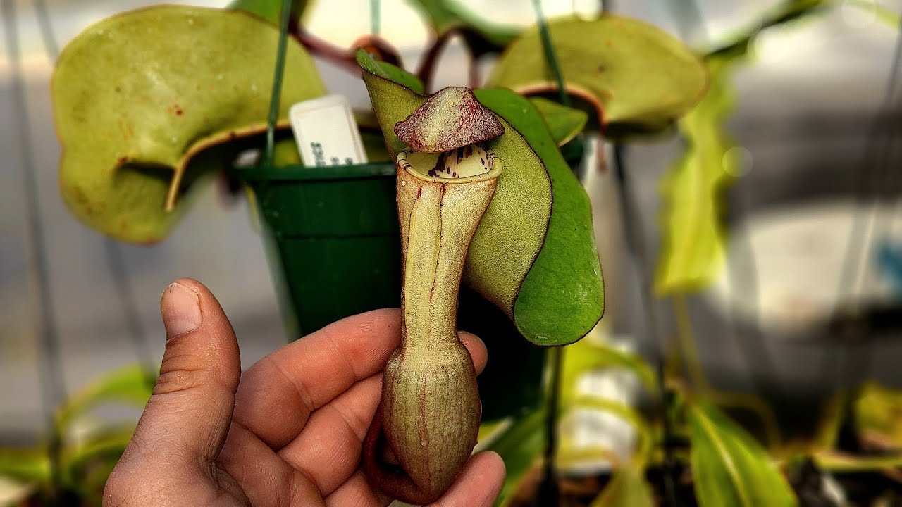 species spotlight - nepenthes clipeata.