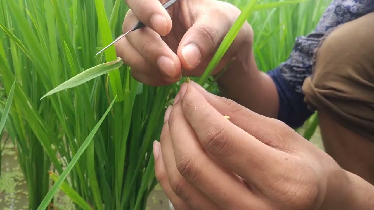 Emasculation and Pollination in rice plant (breeding , hybridization