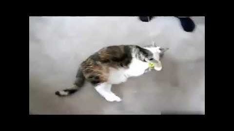 TOP Funny Cat and Dog Dancing and Singing in the World