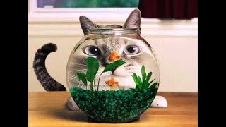 приколы с котами / коты и огурец /смешные коты /смешное про котов приколы с котами / коты и огурец /смешные коты /смешное про котов