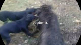 Ягдтерьер Это Зверь.