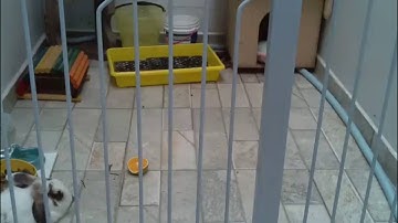 Bunny timelapse - raspivid - avconv/ffmpeg test 02