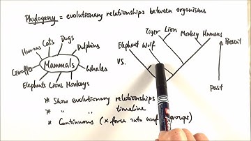AS Biology - Phylogeny (OCR A Chapter 10.3)