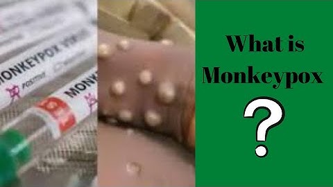 Monkeypox Can Be Transmitted to Pets - What You Need to Know | Info & knowledge