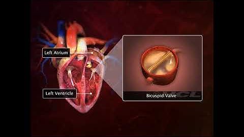 Extrait HCL Digischool Learning - Structure of the Human Heart