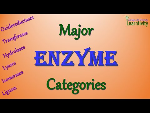 Types of Enzymes | The Six Major Enzyme Categories | Classification of Enzymes | MCAT preparation