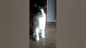 Best Of 2022 Video Viral Funnycats Shorts 