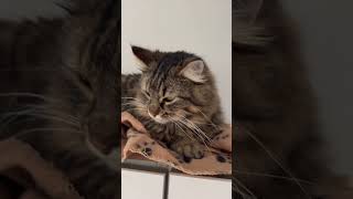 Cat Calculus #shorts