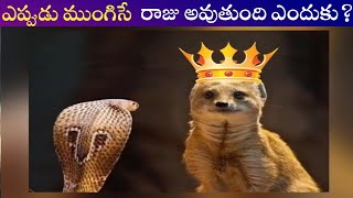 పరతసర మగసస ఎదక గలసతద Raji Telugu Facts