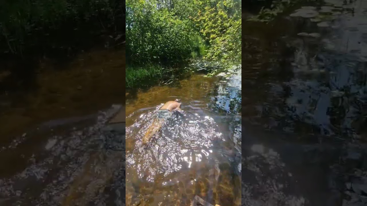 One of the cleanest rivers in the world /Одна из самых чистейших рек в мире. 