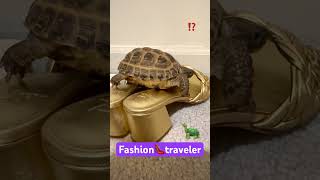 #fashion #animals #turtle #anime #pets #youtubeshorts #turtles #fun #funnyvideo #trend #youtube #lik