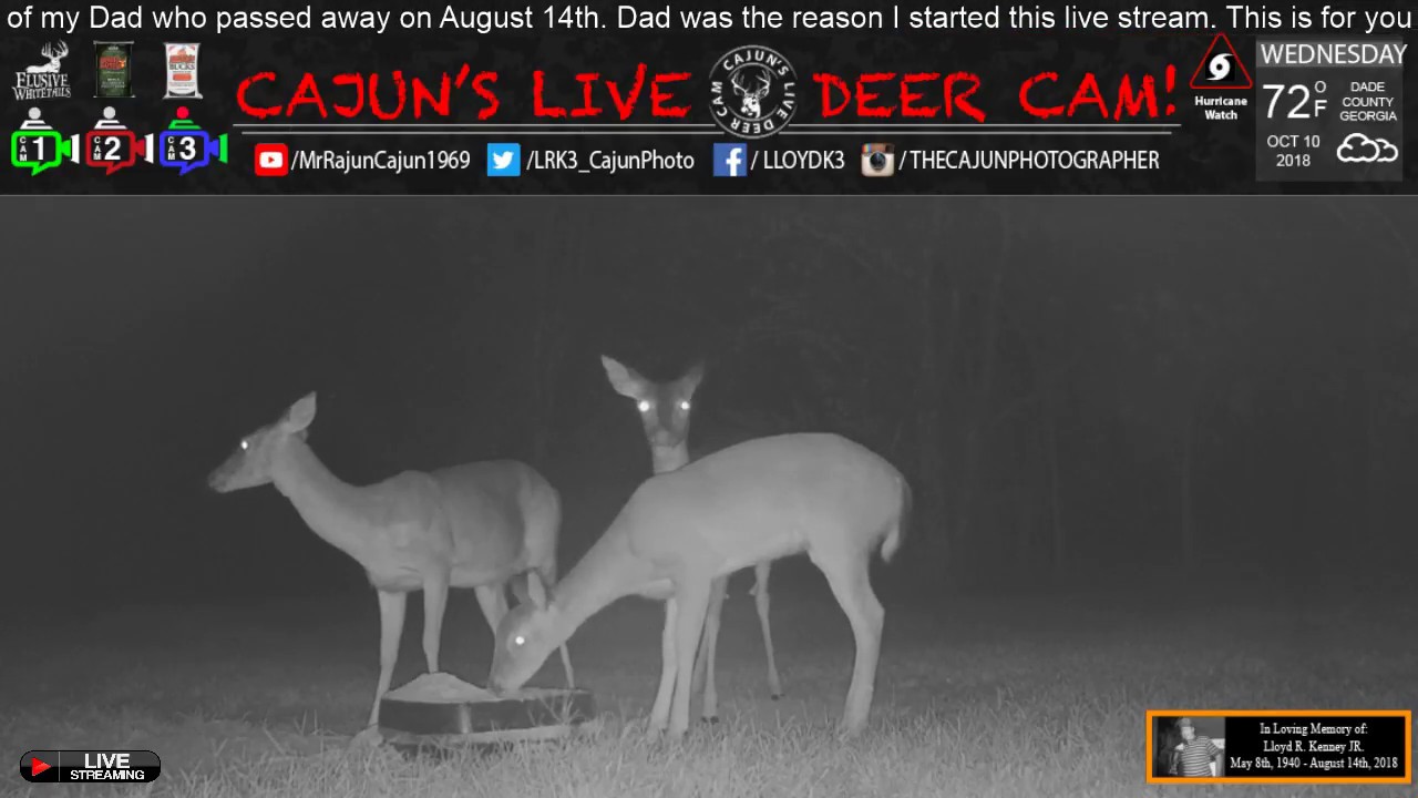 Cajun's Live Deer Cam for Wednesday, October 10, 2018. In Memory of