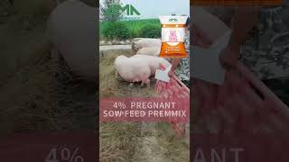 Sow feed Sow feed supplement sow feed additives sow feed supplier  #limabiotech #pigfeed #sowfeed