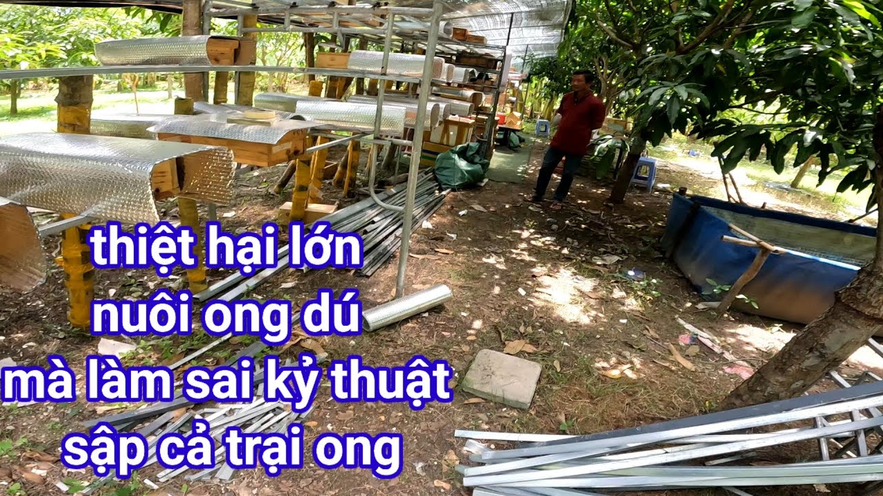 Nuôi ong dú không khó mà khó nhất là hướng dẫn đúng kỹ thuật mà không làm theo để rồi sập cả trại