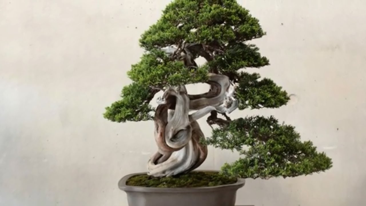 EXHIBITION BONSAI TREES IN BARCELONA SPAIN 4 YouTube
