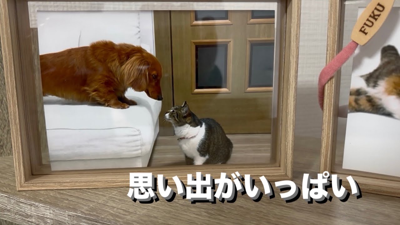 お別れから1週間。会いに行ってきました