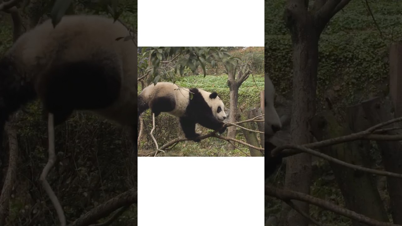 Panda trèo cây 