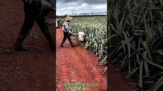 Efficient Fertilizer Application in a Pineapple Plantation