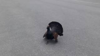 capercaillie attacks