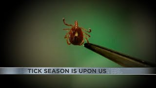 What you need to know about ticks