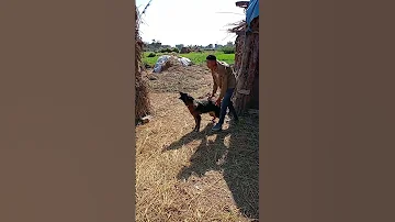 ممشناش في الحرام 