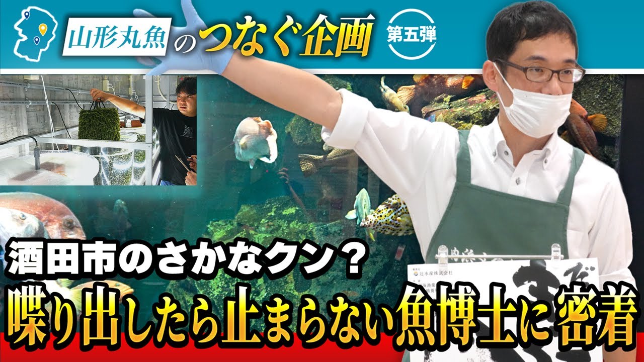 【独占密着】酒田市にさかなクン！？庄内地域に海ぶどう！？クラゲも！？山形丸魚の”つなぐ”企画第五弾 #yamagata  #job #trending #fish #さかなクン#海ぶどう#加茂水族館