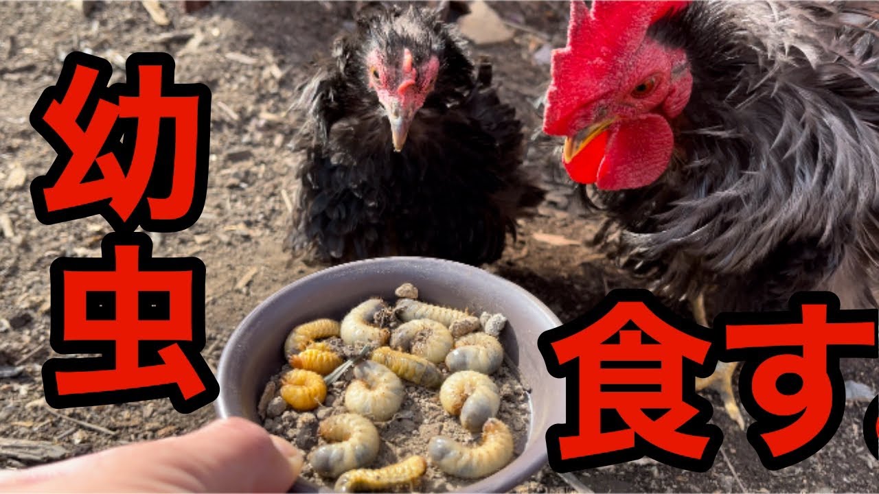 プランターにいた害虫を鶏に食べてもらいました。