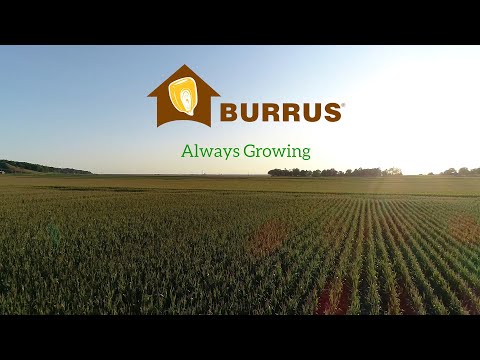 Video: Vad är meningen med burrus?