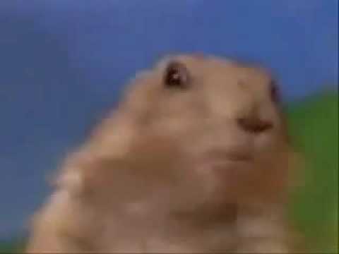 Dramatic Chipmunk