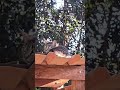 Gata vs Onça 🐆