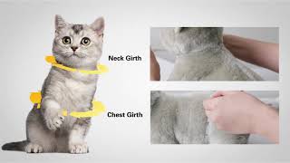 How to Wear a Rabbitgoo Cat Harness