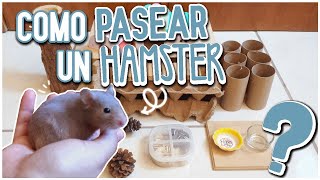 Como SACAR a PASEAR a mi HAMSTER