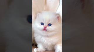 Cute baby kitten  #shorts