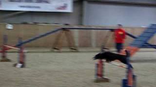 Paul & Pixie - Elementary Agility