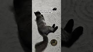 Dadabari Diaries: I caught Mom cheating! #golgrumpygg #catsofyoutube #grumpycat #jealouscat #catreel