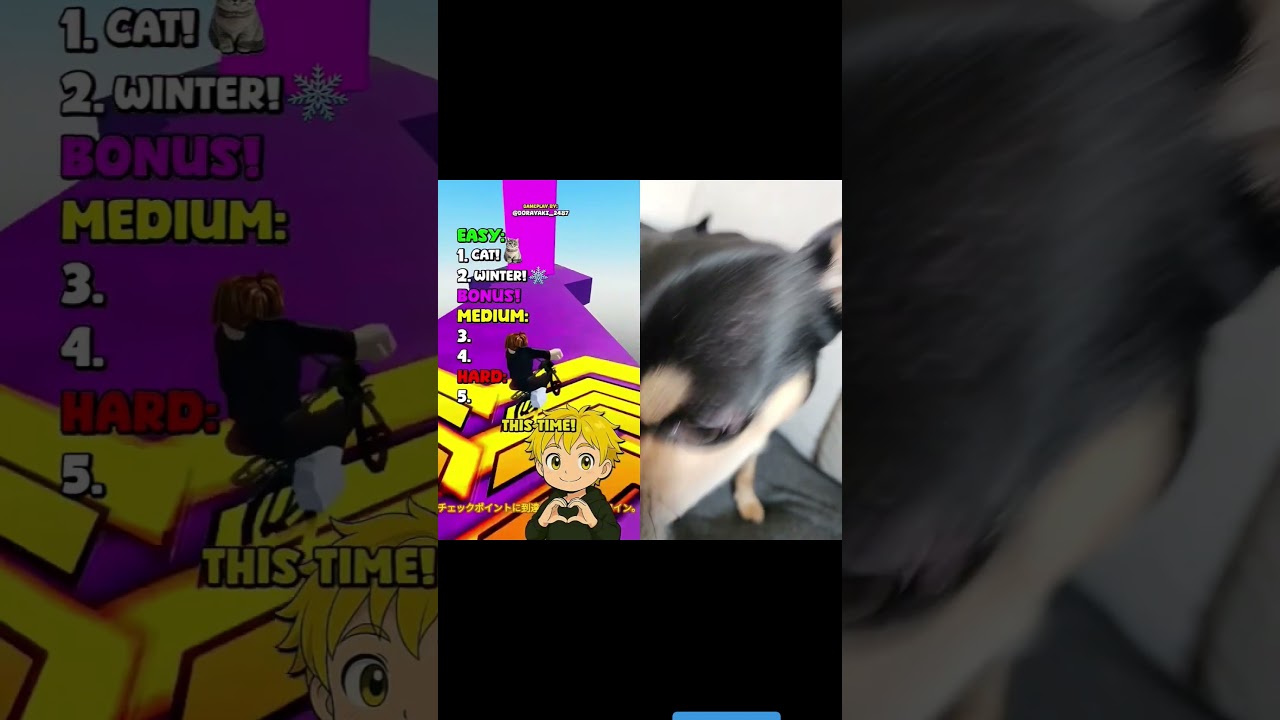 Dont say #collab #viralshorts #viralvideo #fyp #dontsay #chihuahua