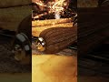 Ancient Parchment Unveil - Vertical