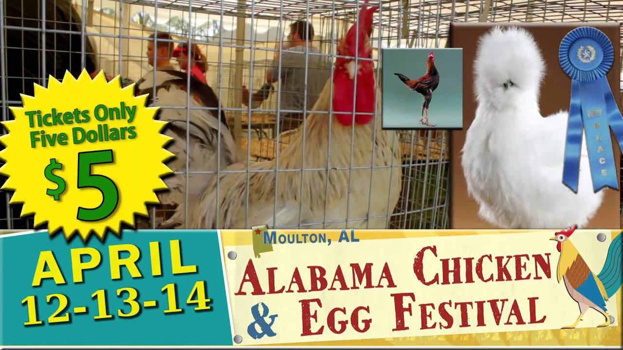 AL Chicken and Egg Festival Poultry Show YouTube