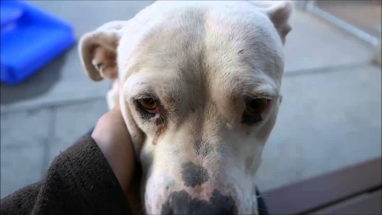 Sabrina - A1057700 - Brooklyn ACC camera iphone 8 plus apk