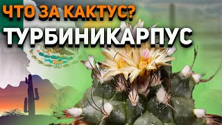 Кактус Турбиникарпус. Turbinicarpus. Все о кактусе. Уход за кактусами.