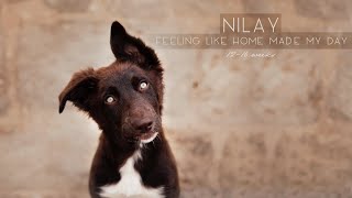 Nilay  4 months [Border Collie | FEELING LIKE HOME Made My Day]