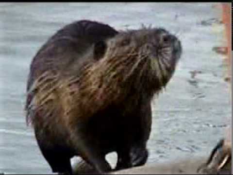 Nutria Rat - YouTube