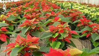 Nursery Plants - Agriculture Nurseries - Rental - Interior & Exterior Landscaping