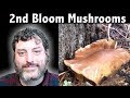 2nd Bloom for Shiitake and Oyster Mushrooms