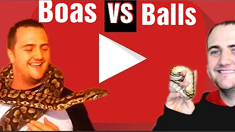 Boa constrictor vs ball python