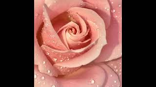 Всё розы мира - для вас, мои дорогие друзья!!!💝🦋😍💞💐